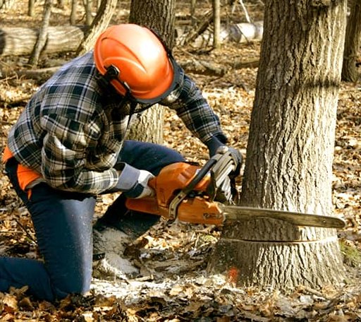 Tree Removal in Hines, IL